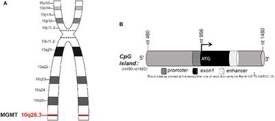 O6-Methylguanine-DNA Methyltransferase (MGMT): Challenges and New Opportunities in Glioma Chemotherapy